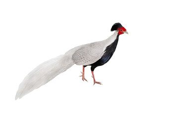 Canvas Print - silver pheasant (lophura nycthemera) isolated on a white background