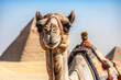 Camel in front of the pyramids of Giza, Cairo, Egypt