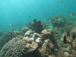 Wall Mural - school of fish in the coral ocean