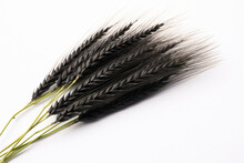 Black Wheat Paddy On White Background.