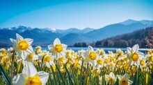 Beautiful Spring Flowers, Wild Daffodils Narcissus, Against A Backdrop Of Mountains And Clear Sky.  Beautiful Countryside, Lovely Spring Background, And Lovely Floral Wallpaper.