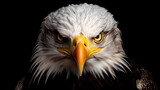 Bald eagle on black background, in the style of contemporary realistic portrait