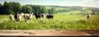 Wooden tabletop with cows on green field pasture background, in the style of bokeh panorama. Generative AI.