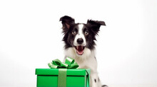 Puppy Dog Border Collie Holding Green Gift Box In Mouth Isolated On White Background. Christmas New Year Birthday Valentine Celebration Present Concept