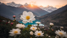 Mountain White Flower