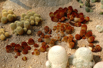 Wall Mural - Aerial view Yellow , Red , White  Cactus Plant or Call golden tom thumb , Parodia aureispina cactaceae in the cactus family at Chiang mai thailand