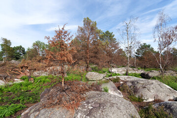 Poster - Apremont gorges after wildfire in Fontainebleau forest