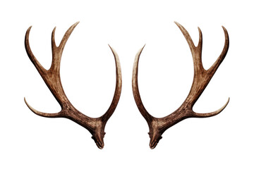 reindeer horns, deer antlers isolated on white transparent background, png. christmas decoration