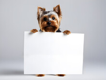 Yorkshire Terrier Dog Holds A Large Poster In Its Paws On Grey Background With Copyspace