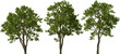 trees walter's dogwood, hq, arch viz, cutout plant 3d render