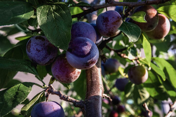 Wall Mural - Plum on a tree branch close-up in a summer garden. Fresh organic fruit with green leaves on a branch of a plum tree in the orchard. Shallow depth of field. Ripe plums on a tree in the garden. 