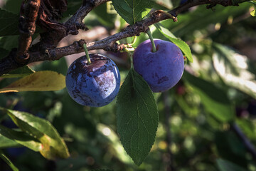 Wall Mural - Ripe plums on a tree in the garden. Fresh organic fruit with green leaves on a branch of a plum tree in the orchard. Ripe plums on a tree branch, ready to be harvested. Plum on a tree branch close-up.