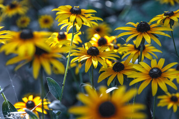 Wall Mural - Large flowers of red-yellow rudbeckia. Yellow flowers on a blurry background. Rudbeckia with yellow flowers blooms in the garden in summer. Rudbeckia flowers. Selective focus.