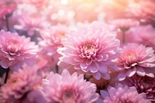 Beautiful Pink Chrysanthemums Blooming Amidst Soft Bokeh Lights, Ideal For A Vibrant And Uplifting Backdrop. Generative AI