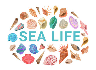 Wall Mural - Vector cartoon banner template for sea theme of colorful seashells on white background.