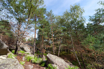 Poster - Apremont gorges after wildfire in Fontainebleau forest