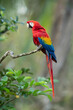 The scarlet macaw (Ara macao) is a large yellow, red and blue Neotropical parrot native to humid evergreen forests of the Americas. 