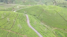 Sri Lanka Upcountry Tea Field View On Top. The Peaceful Villages  
In Nuwara Eliya District Sri Lanka. 