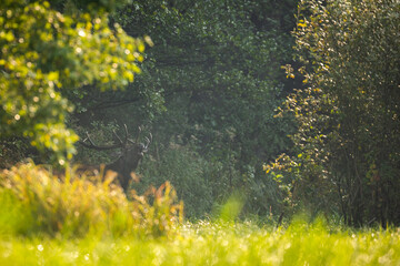 Wall Mural - Deer male buck ( Cervus elaphus ) during rut