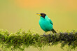 The green honeycreeper (Chlorophanes spiza) is a small bird in the tanager family. It is found in the tropical New World from southern Mexico south to Brazil, and on Trinidad. 