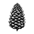 Pine and fir cone collection, drawing, engraving, ink, line art, vector