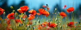 Fototapeta  - A Field of Vibrant Red Poppies Under a Summer Sky,red poppy field,red poppies in the field