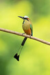 turquoise-browed motmot (Eumomota superciliosa) is a colourful, medium-sized bird of the motmot family, Momotidae. It inhabits Central America from south-east Mexico