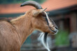 Portrait of a goat with long hair on a green background. Male goat.