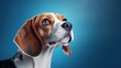 Beagle dog in studio on blue background close up