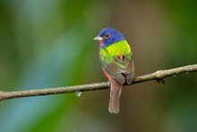 Painted Bunting (Passerina Ciris) Is A Species Of Bird In The Cardinal Family, Cardinalidae. It Is Native To North America.