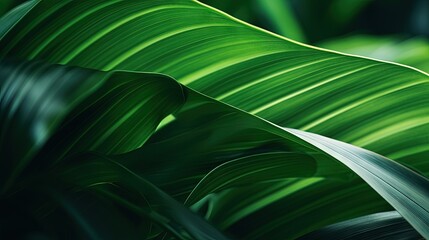 Wall Mural - Close up of a green tropical plant with flowing lines of leaves creating an abstract natural floral background