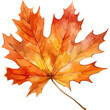Autumn Leaf watercolor element on white background