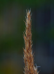 Wall Mural - close up of grass