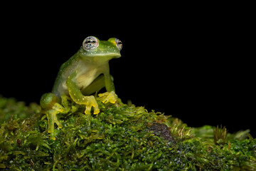 Wall Mural - The powdered glass frog or Chiriqui glass frog (Teratohyla pulverata) is a frog species in the glass frog family (Centrolenidae). The species is found from north-central Honduras