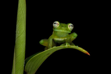 Wall Mural - Teratohyla spinosa (common name: spiny Cochran frog) is a species of frog in the family Centrolenidae. It is found in the Pacific lowlands of northern and central Ecuador and western Colombia