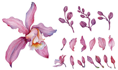 Wall Mural - Pink orchid, Orchid aliment set with floral arrangements