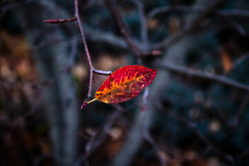 Small bright leaf with fuzzy dark background