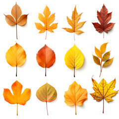 Wall Mural - a set of autumn leaves on a white background.