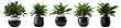 collection of ornamental plants on black pot