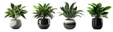 Fototapeta  - Collection of potted indoor houseplants in black decorated pots, isolated on a transparent background. PNG, cutout, or clipping path	
