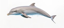 Captive Bottlenose Dolphin With Head Above Water