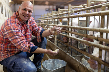 Wall Mural - Farmer showing dry feed for pigs in pigpen