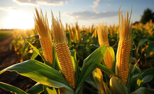 Corn Cobs In Corn Plantation Field.