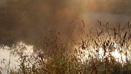 Wall Mural - Summer morning landscape. Grass on the morning mist background.  