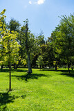 Fototapeta Na ścianę - Autumnal park with trees and grass