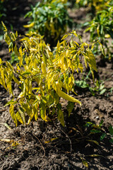 Wall Mural - Spicy chilli pepper on the plant