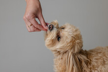 A Girl Feeds A Maltipoo Puppy Dry Food. Taking Care Of A Dog, Happy Dogs Concept