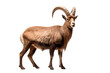 Alpine Ibex isolated on a transparent background. Animal right side view portrait.