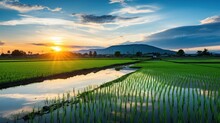 A Rice Field With A Sunset In The Background With Nature In The Background