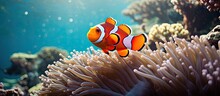 False Clownfish family on a coral reef in the Andaman Sea With copyspace for text